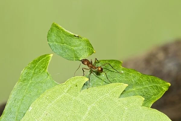 Leaf Cutter Ant - with leaf - Trinidad - controlled conditions 14664