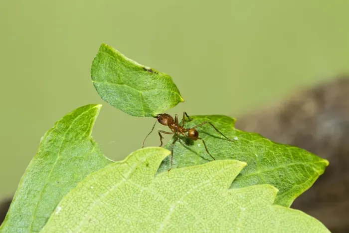 Framed Print : Leaf Cutter Ant - with leaf - Trinidad - controlled conditions 14664 Framed Print : Leaf Cutter Ant - with leaf - Trinidad - controlled conditions 14664
