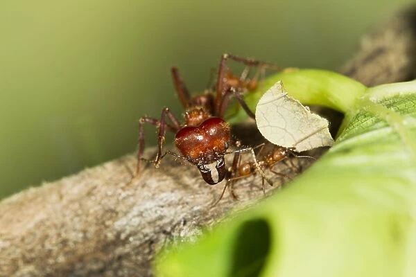 Leaf Cutter Ant - soilder and worker ants - Trinidad - controlled conditions 14663