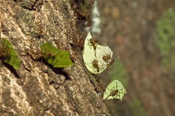 Leaf-cutter Ants - carrying cut leaves back to the nest - Asa Wright Centre - Trinidad