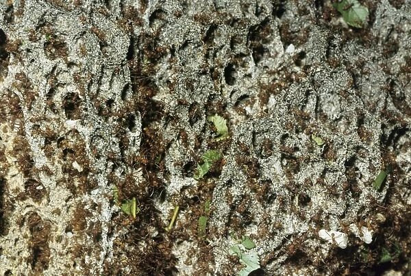 Leaf-cutter Ants - fungus garden in nest