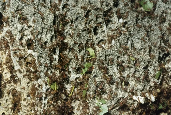 Framed Print : Leaf-cutter Ants - fungus garden in nest Framed Print : Leaf-cutter Ants - fungus garden in nest