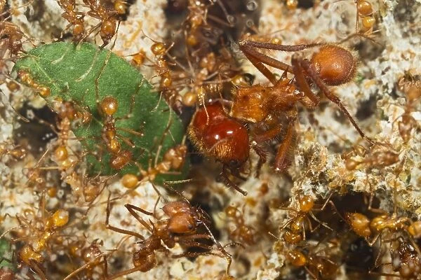 Leaf Cutter Ants - tending garden in nest - workers and soilder - From Trinidad - controlled conditions 14931