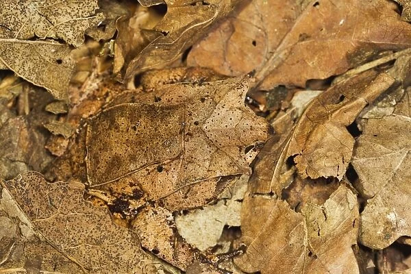 Leaf Frog - close up camouflaged in leaves - controlled conditions 13465