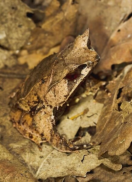 Leaf Frog - close up camouflaged in leaves - controlled conditions 13468