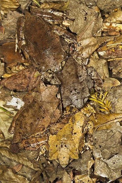 Leaf Frog - group of four camouflaged in leaves - controlled conditions 13483