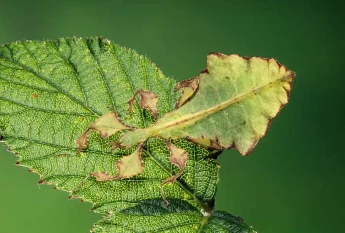 Framed Print : Leaf Insect Framed Print : Leaf Insect