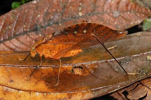 Leaf Katydid  /  Sylvan Katydid - San Cipriano Reserve - Cauca - Colombia