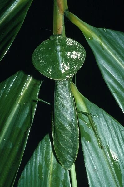 Leaf Mantis - Costa Rica