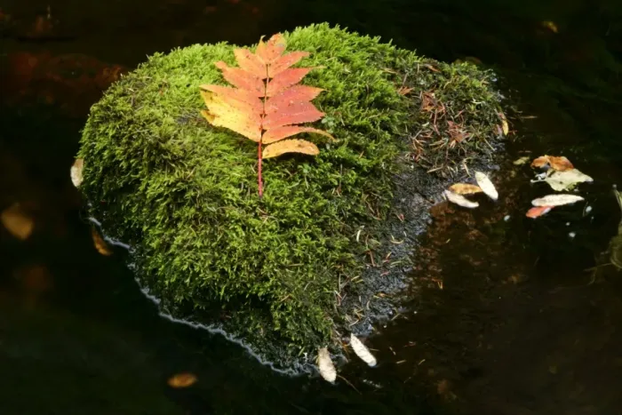 Framed Print : Leaf on moss colourful leaf on moss covered rock in brook Fulufjaellet National Park, Dalarna region, Sweden Framed Print : Leaf on moss colourful leaf on moss covered rock in brook Fulufjaellet National Park, Dalarna region, Sweden