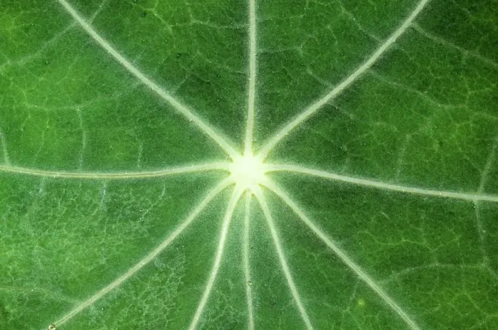 Framed Print : LEAF - Nasturtium - close up, UK Framed Print : LEAF - Nasturtium - close up, UK