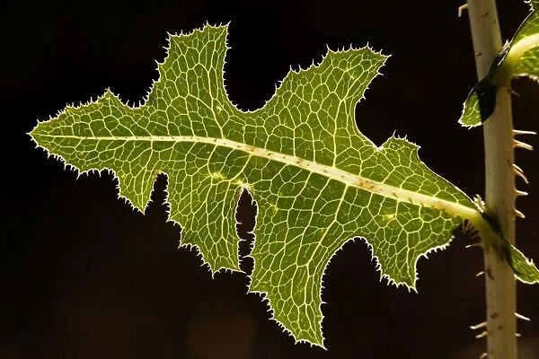 Leaf of prickly lettuce (Lactuca serriola) held horizontally, angled towards the sun. Against the light