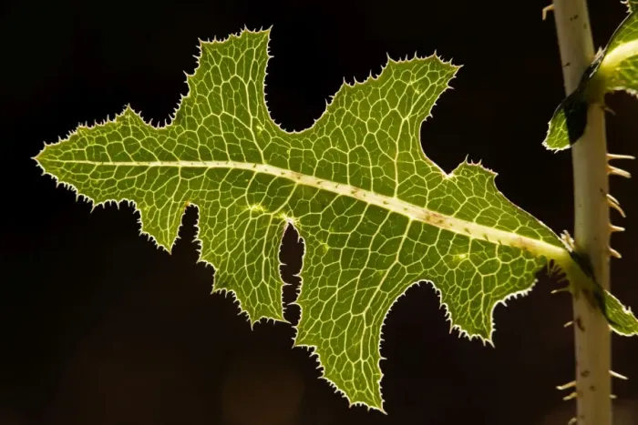 Framed Print : Leaf of prickly lettuce (Lactuca serriola) held horizontally, angled towards the sun. Against the light Framed Print : Leaf of prickly lettuce (Lactuca serriola) held horizontally, angled towards the sun. Against the light