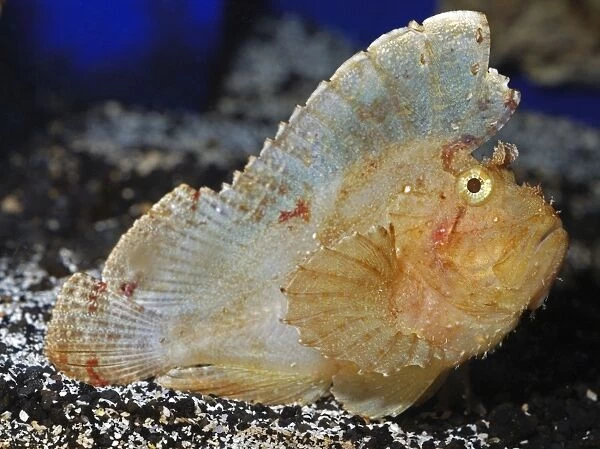 Leaf Scorpionfish - Indo-Pacific reefs from East Africa to the Galapagos Islands, Japan and south to Australian coast. Venemous spines
