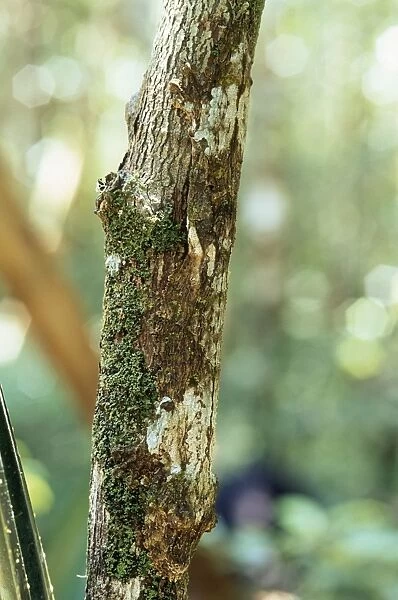 Leaf-tailed Gecko - camouflage. Endemic. Andasibe, Madagascar