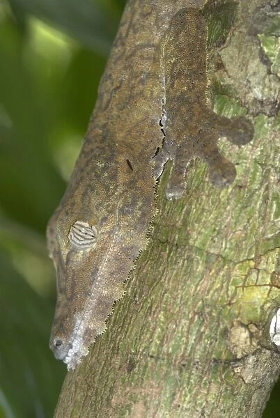 Leaf-tailed gecko, close up of head on tree. Nosy Mangabe