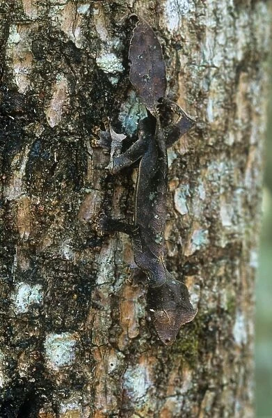 Leaf-tailed Gecko - endemic - Andasibe, Madagascar