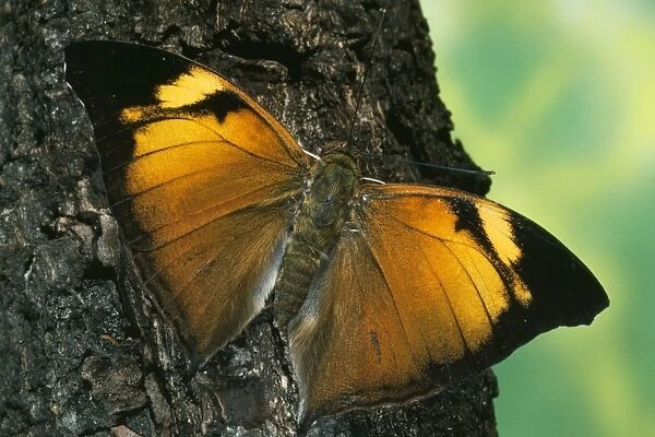 Leaf Wing Butterfly