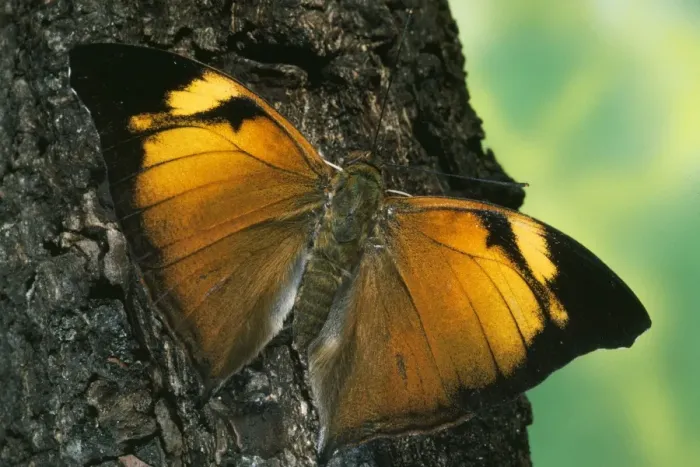 Framed Print : Leaf Wing Butterfly Framed Print : Leaf Wing Butterfly