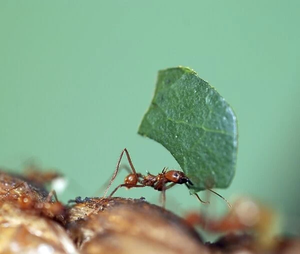 Leafcutter Ant - carrying leaf