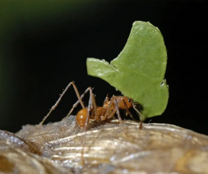 Framed Print : Leafcutter Ant carrying leaf fragment back to its nest at night. Tropical America Framed Print : Leafcutter Ant carrying leaf fragment back to its nest at night. Tropical America