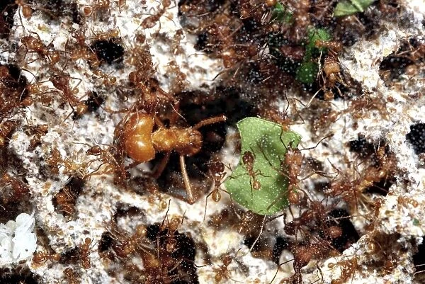 Leafcutter Ants - massive soldier ant guarding the workers