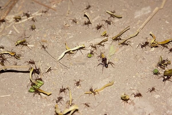 Leafcutter ants on the move. Social instects found in the southern Americas. San Blas Mexico in March