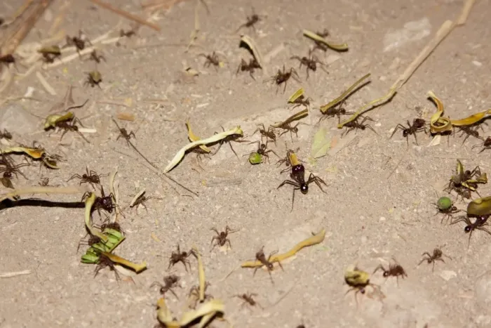Framed Print : Leafcutter ants on the move. Social instects found in the southern Americas. San Blas Mexico in March Framed Print : Leafcutter ants on the move. Social instects found in the southern Americas. San Blas Mexico in March