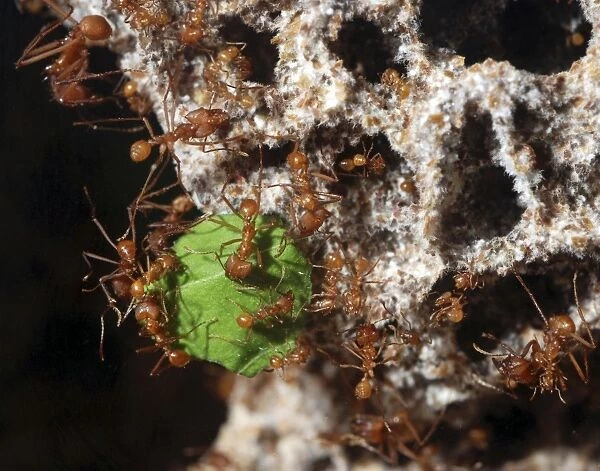 Leafcutter Ants - workers carrying harvested leaf fragments to their underground fungal chamber