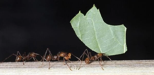 Leafcutter Ants - workers carrying harvested leaf fragments to their underground fungal chamber