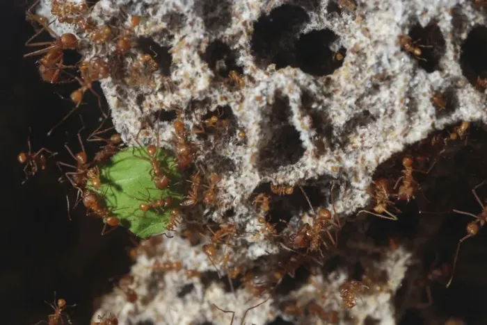 Framed Print : Leafcutter Ants - workers dragging a piece of leaf into their underground fungus culture Framed Print : Leafcutter Ants - workers dragging a piece of leaf into their underground fungus culture