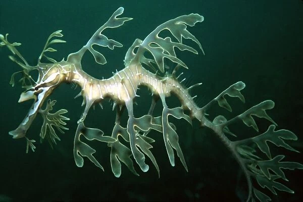 Leafy Sea Dragon - Endemic to southern Australia. Well camouflaged amongst kelp and sea weed. Attains 35 cm. South Australia HOR-002