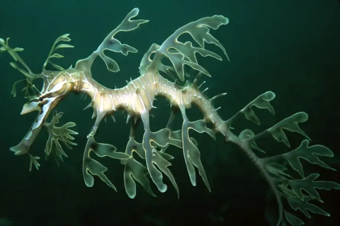 Framed Print : Leafy Sea Dragon - Endemic to southern Australia. Well camouflaged amongst kelp and sea weed. Attains 35 cm. South Australia HOR-002 Framed Print : Leafy Sea Dragon - Endemic to southern Australia. Well camouflaged amongst kelp and sea weed. Attains 35 cm. South Australia HOR-002