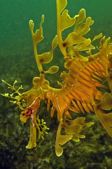 Framed Print : Leafy Sea Dragon - South Australia Framed Print : Leafy Sea Dragon - South Australia