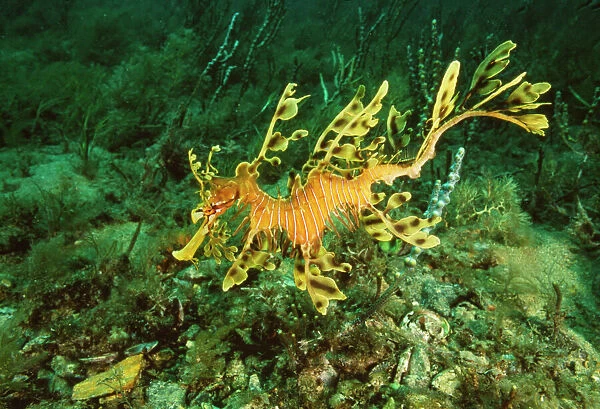 Leafy Sea Horse  /  Sea Dragon Endemic to Australia waters