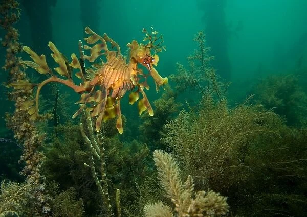 Leafy seadragon - in algae under a petty, Wool Bay, South Australia TED00704