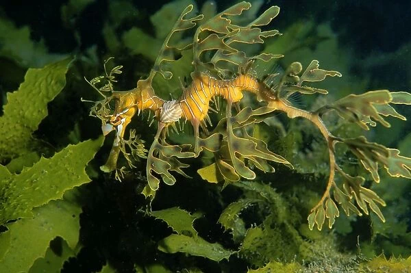 Leafy Seadragon - juvenile with isopod parasite Nerocila sp. attached Edithburgh, Yorke Peninsula, South Australia TED00065