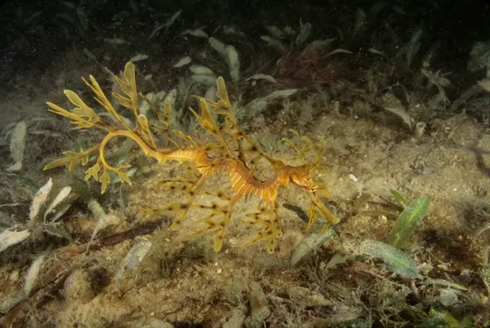 Framed Print : Leafy Seadragon - juvenile, not uncommon but rarely seen due to camouflage. Always lives near kelp and seems to prefer dirty water, Rapid Bay, South Australia SND00824 Framed Print : Leafy Seadragon - juvenile, not uncommon but rarely seen due to camouflage. Always lives near kelp and seems to prefer dirty water, Rapid Bay, South Australia SND00824