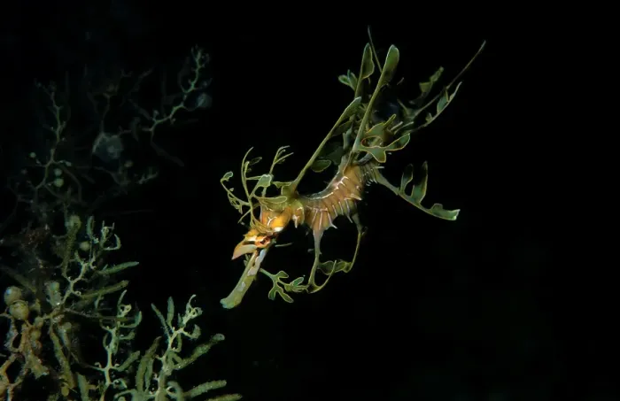 Framed Print : Leafy Seadragon, Phycodorus eques, a Juvenile Seadragon, Wool Bay, South Australia, Australia, Southern Ocean Framed Print : Leafy Seadragon, Phycodorus eques, a Juvenile Seadragon, Wool Bay, South Australia, Australia, Southern Ocean