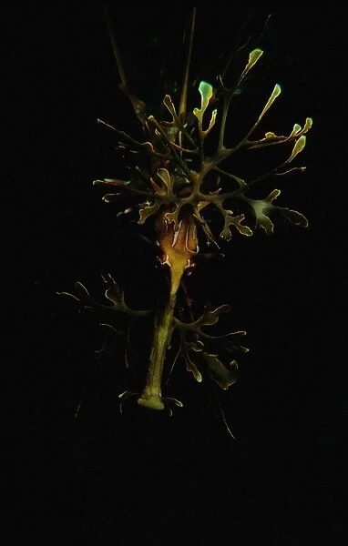 Leafy Seadragon, Phycodorus eques, a portrait of a Seadragon, Edithburgh, South Australia, Australia, Southern Ocean