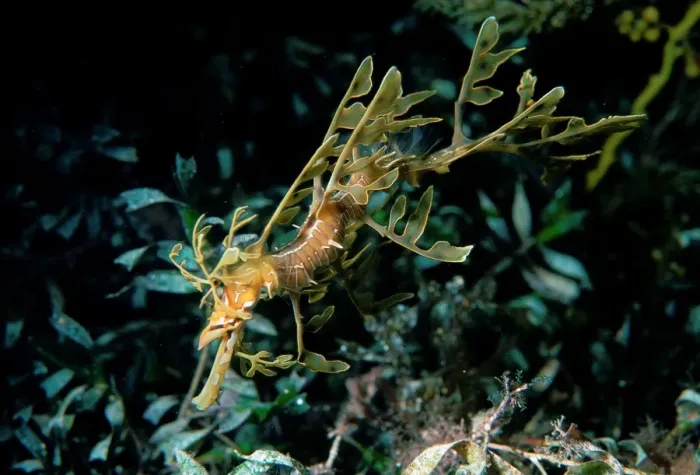 Framed Print : Leafy Seadragon, Phycodorus eques, a Juvenile Seadragon, Wool Bay, South Australia, Australia, Southern Ocean Framed Print : Leafy Seadragon, Phycodorus eques, a Juvenile Seadragon, Wool Bay, South Australia, Australia, Southern Ocean