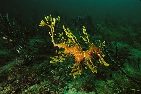 Leafy Seadragon Rapid Bay, South Australia SND00808
