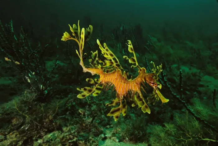 Framed Print : Leafy Seadragon Rapid Bay, South Australia SND00808 Framed Print : Leafy Seadragon Rapid Bay, South Australia SND00808