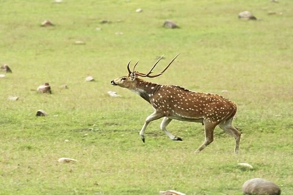 Leaping Chital stag, Corbett National Park, India