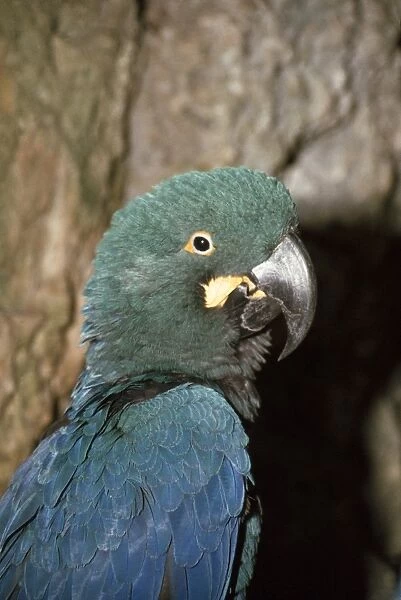 Lear's Macaw - Brazil