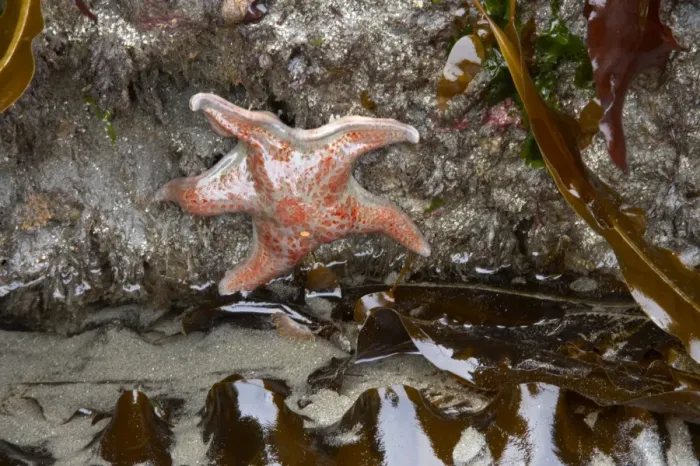 Framed Print : Leather Star - Third Beach Olympic National Park, Washington State, USA IN000113 Framed Print : Leather Star - Third Beach Olympic National Park, Washington State, USA IN000113