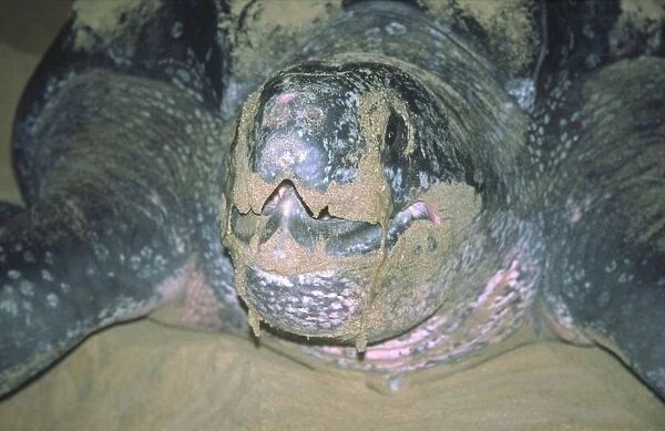 Leatherback Turtle Egglaying St Lucia
