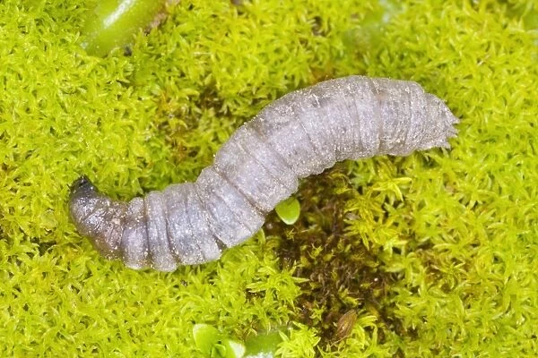 Leatherjacket (larva of cranefly) Garden pest in soil Location: Garden, Cornwall, UK