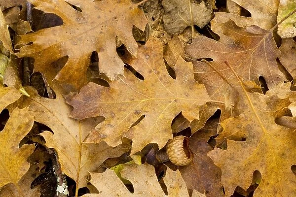 Leaves and Acorn-cups - Black Oak