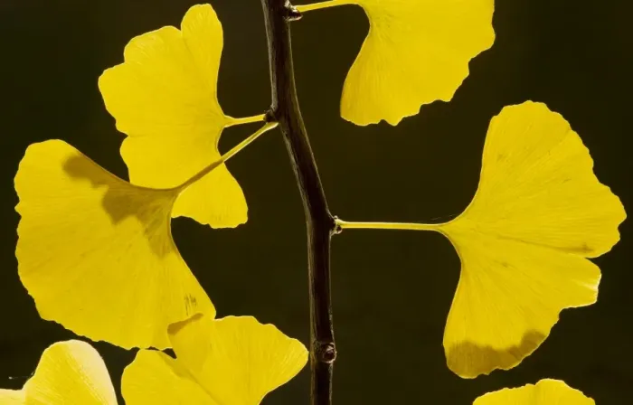 Framed Print : Leaves of Maidenhair Tree Ginkgo biloba in autumn. From China, planted; Dorset Framed Print : Leaves of Maidenhair Tree Ginkgo biloba in autumn. From China, planted; Dorset